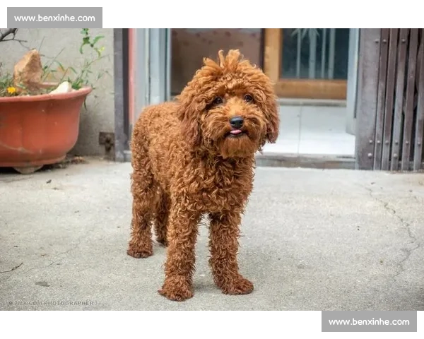 泰迪狗精彩竞技大赛展现宠物智慧与技能的完美对决