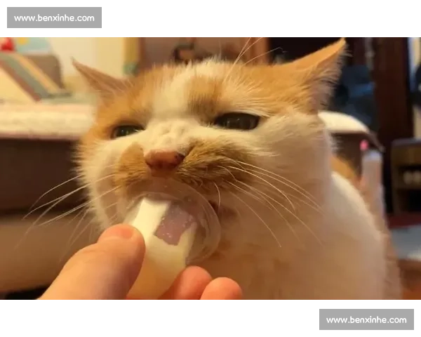 猫咪竞技场 猫界冠军赛精彩对决 展现超凡技能与智慧的比拼